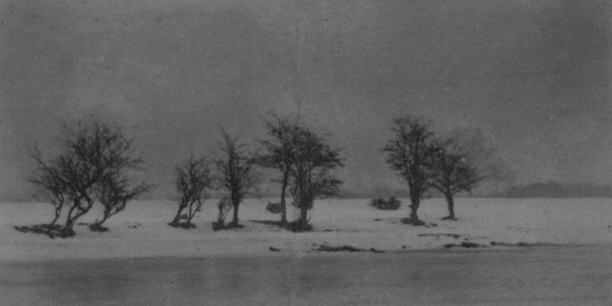 Black and white drawing of gnarled thorn trees in the distance