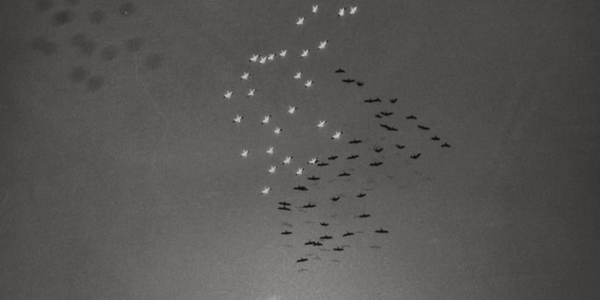 An aerial view of dense flock of snow geese in mid-flight with the bright glare and reflection of the sun.
